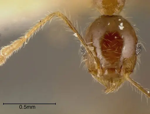 Pheidole dossena specimen CASENT0635460 image casent0635460_1