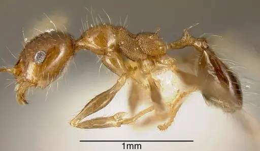 Pheidole dossena specimen CASENT0635460 image casent0635460_2