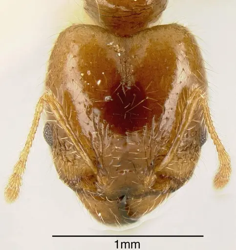 Pheidole dossena specimen INBIOCRI002279458 image inbiocri002279458_1