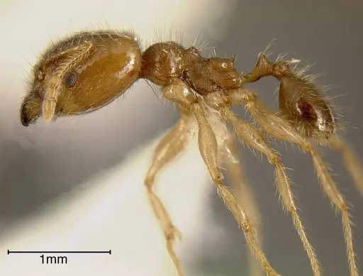 Pheidole dossena specimen INBIOCRI002279458 image inbiocri002279458_2