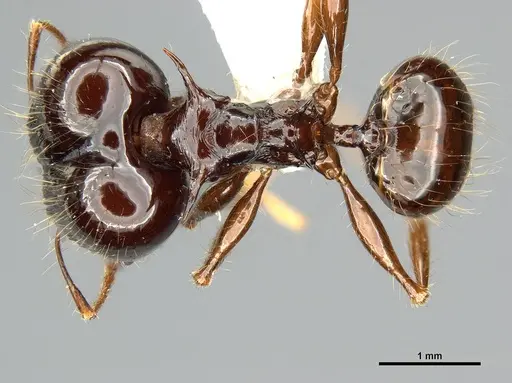 Pheidole drogon specimen CASENT0716380 image casent0716380_1