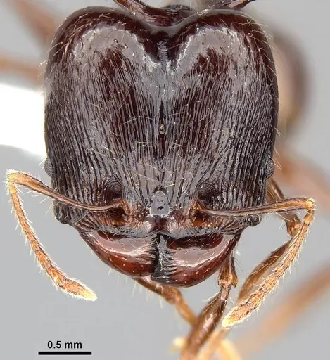 Pheidole drogon specimen CASENT0716380 image casent0716380_2