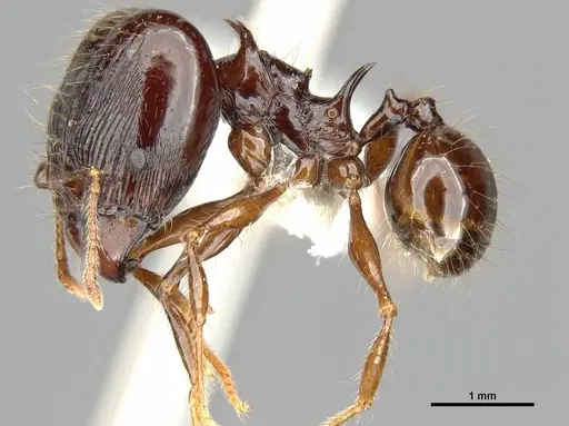 Pheidole drogon specimen CASENT0716380 image casent0716380_3