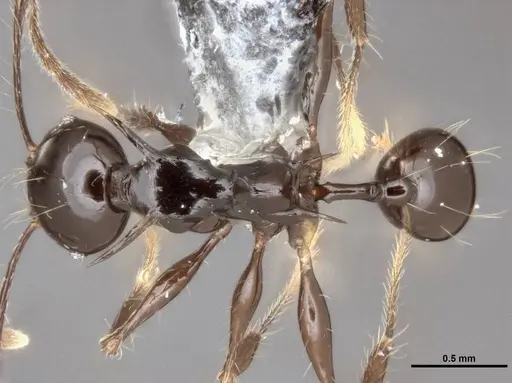 Pheidole drogon specimen CASENT0753009 image casent0753009_1