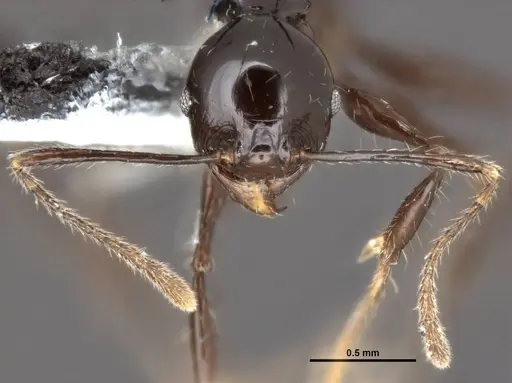 Pheidole drogon specimen CASENT0753009 image casent0753009_2