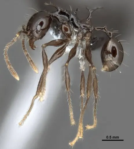 Pheidole drogon specimen CASENT0753009 image casent0753009_3
