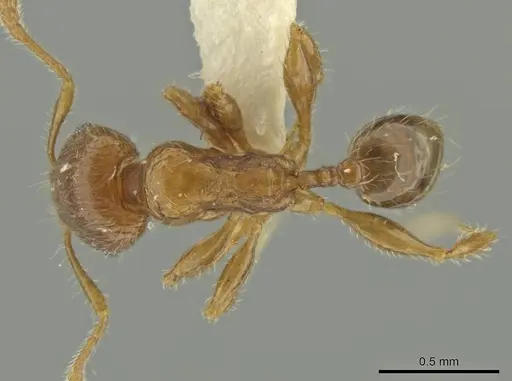 Pheidole dryas specimen CASENT0636783 image casent0636783_1