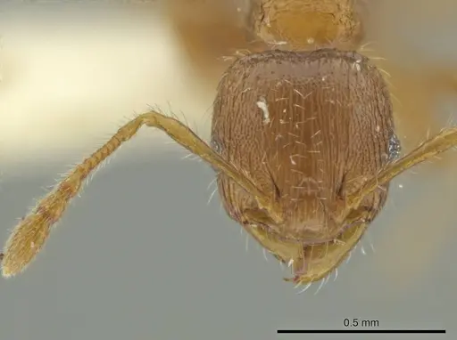 Pheidole dryas specimen CASENT0636783 image casent0636783_2