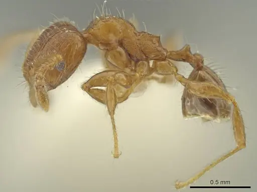 Pheidole dryas specimen CASENT0636783 image casent0636783_3
