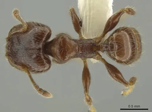 Pheidole dryas specimen CASENT0644189 image casent0644189_1