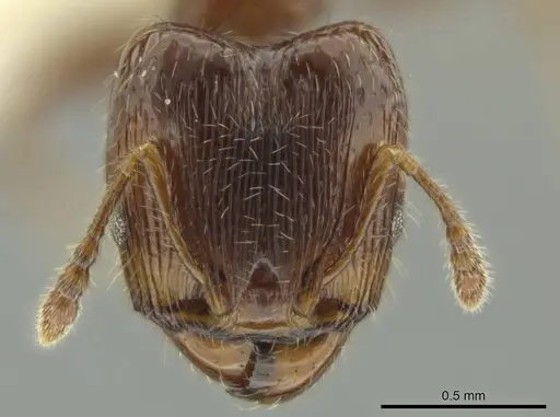 Pheidole dryas specimen CASENT0644189 image casent0644189_2