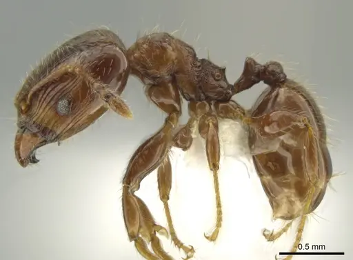 Pheidole dryas specimen CASENT0644189 image casent0644189_3