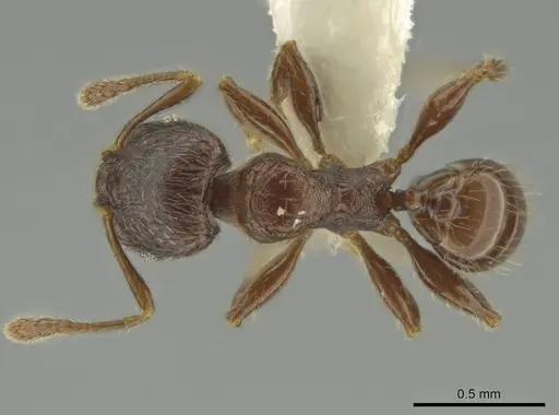 Pheidole dryas specimen CASENT0644190 image casent0644190_1