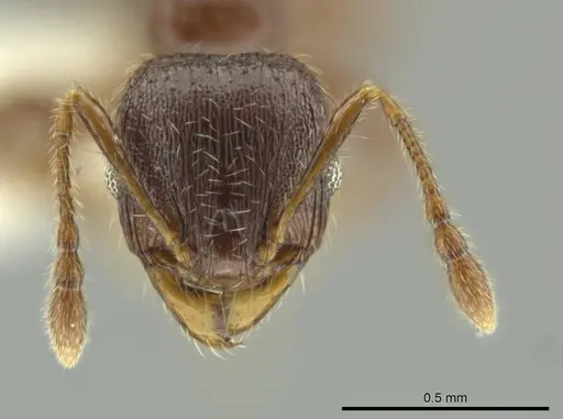 Pheidole dryas specimen CASENT0644190 image casent0644190_2