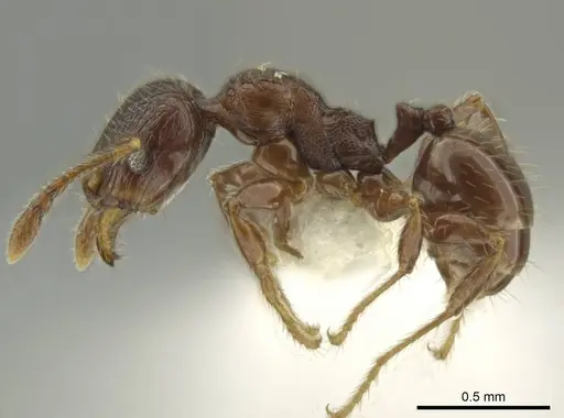 Pheidole dryas specimen CASENT0644190 image casent0644190_3