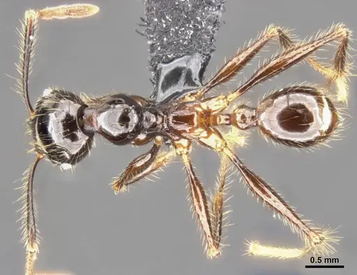 Pheidole dugasi specimen CASENT0284030 image casent0284030_1