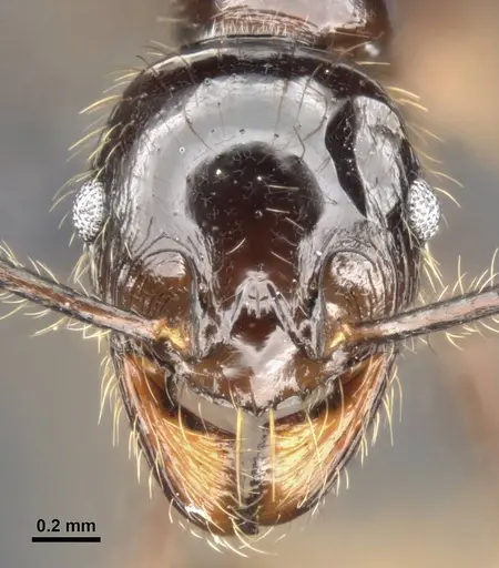 Pheidole dugasi specimen CASENT0284030 image casent0284030_2