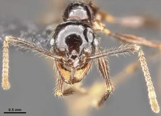 Pheidole dugasi specimen CASENT0284030 image casent0284030_3