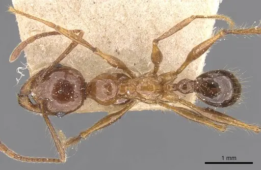 Pheidole dugasi specimen CASENT0907872 image casent0907872_1