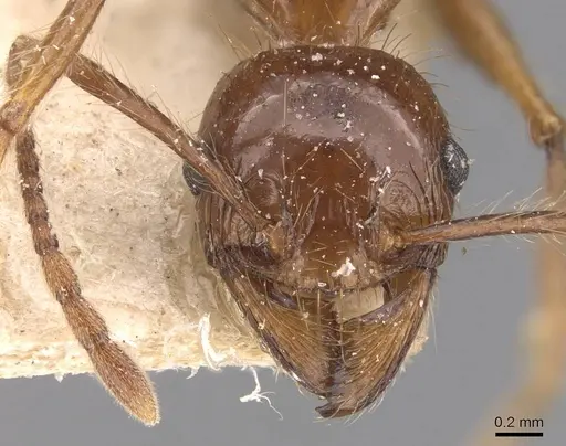 Pheidole dugasi specimen CASENT0907872 image casent0907872_2