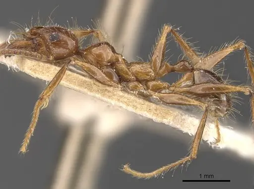 Pheidole dugasi specimen CASENT0907872 image casent0907872_3