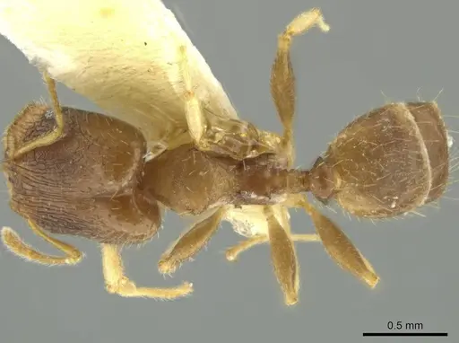 Pheidole dumicola specimen JTLC000016367 image jtlc000016367_1