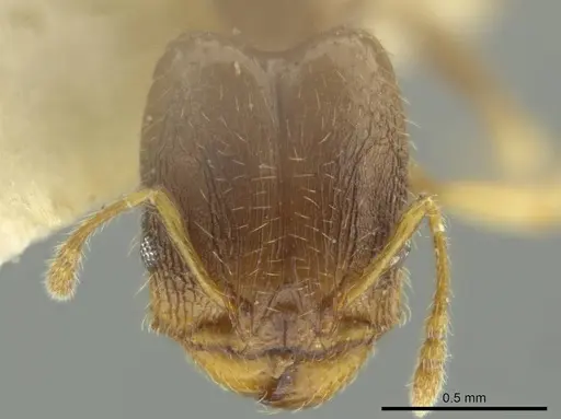 Pheidole dumicola specimen JTLC000016367 image jtlc000016367_2