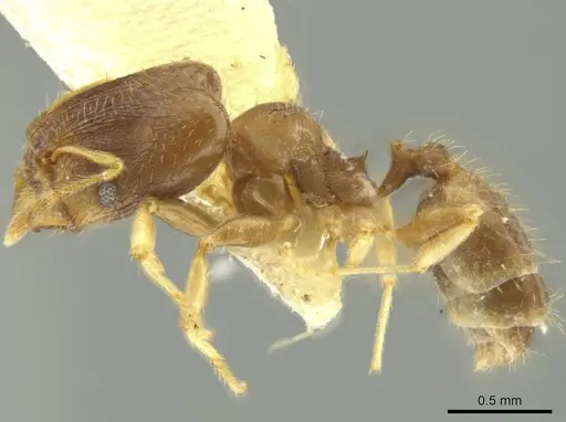 Pheidole dumicola specimen JTLC000016367 image jtlc000016367_3
