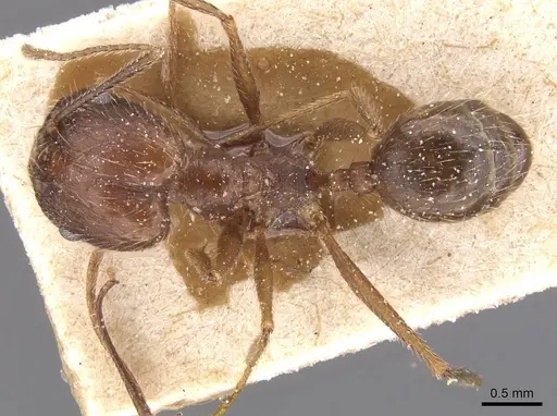 Pheidole durionei specimen CASENT0913475 image casent0913475_1