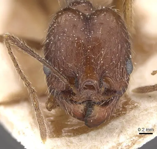 Pheidole durionei specimen CASENT0913475 image casent0913475_2