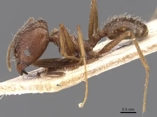 Pheidole durionei specimen CASENT0913475 image casent0913475_3