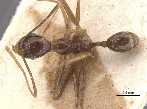 Pheidole durionei specimen CASENT0913476 image casent0913476_1