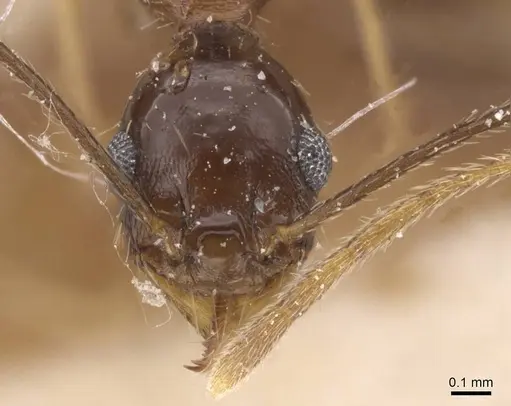 Pheidole durionei specimen CASENT0913476 image casent0913476_2