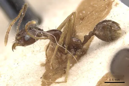 Pheidole durionei specimen CASENT0913476 image casent0913476_3