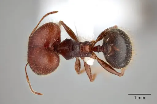 Pheidole dwyeri specimen CASENT0649577 image casent0649577_1