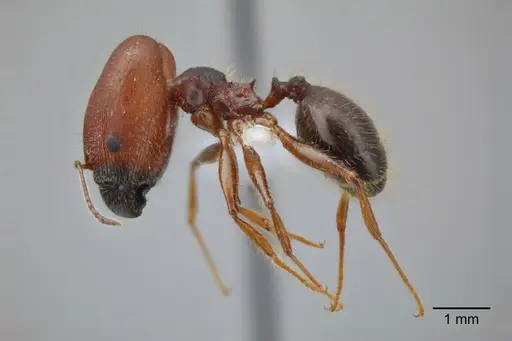 Pheidole dwyeri specimen CASENT0649577 image casent0649577_4