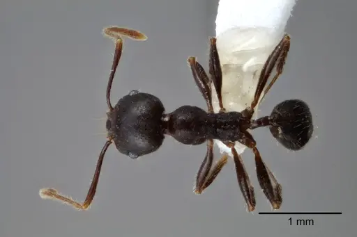 Pheidole dwyeri specimen CASENT0649580 image casent0649580_1