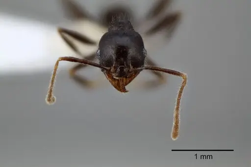 Pheidole dwyeri specimen CASENT0649580 image casent0649580_2
