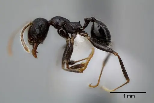 Pheidole dwyeri specimen CASENT0649580 image casent0649580_3