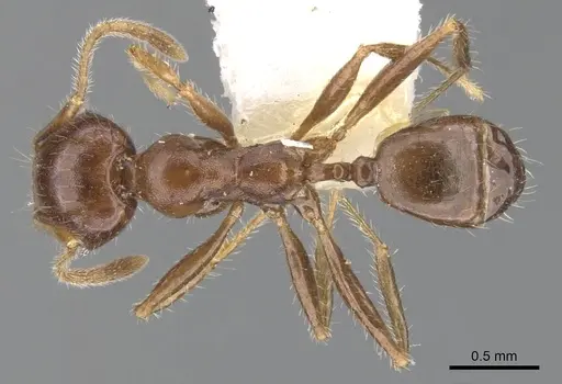 Pheidole dwyeri specimen CASENT0901587 image casent0901587_1