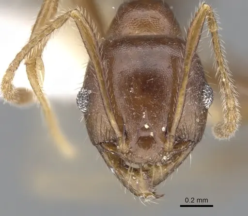 Pheidole dwyeri specimen CASENT0901587 image casent0901587_2