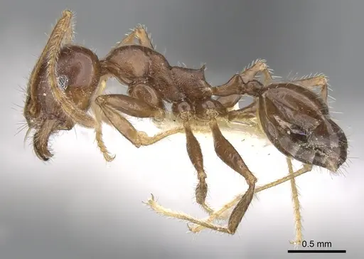 Pheidole dwyeri specimen CASENT0901587 image casent0901587_3