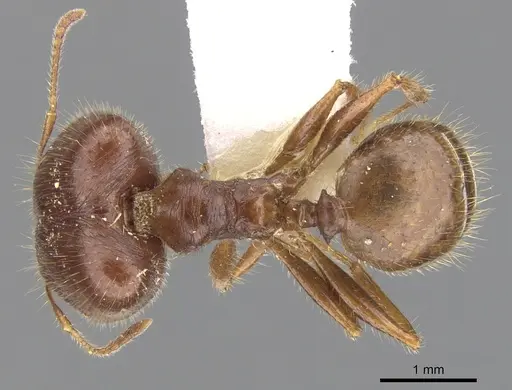 Pheidole dwyeri specimen CASENT0901588 image casent0901588_1