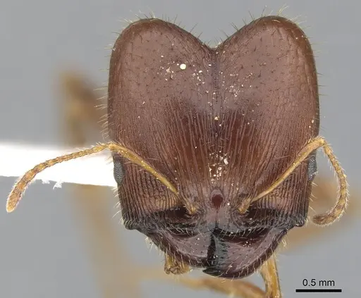 Pheidole dwyeri specimen CASENT0901588 image casent0901588_2