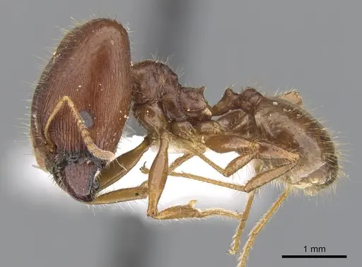 Pheidole dwyeri specimen CASENT0901588 image casent0901588_3
