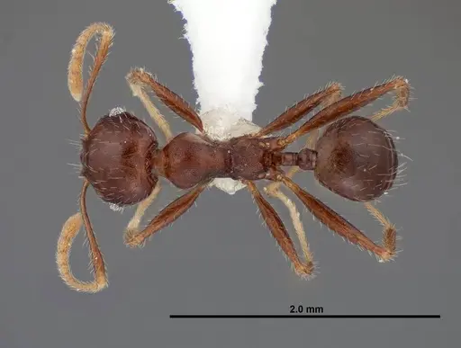 Pheidole dwyeri specimen FMNHINS0000083048 image fmnhins0000083048_1