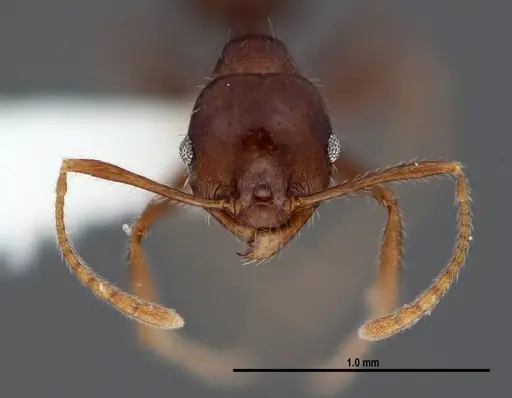 Pheidole dwyeri specimen FMNHINS0000083048 image fmnhins0000083048_2