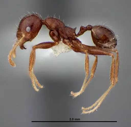 Pheidole dwyeri specimen FMNHINS0000083048 image fmnhins0000083048_3