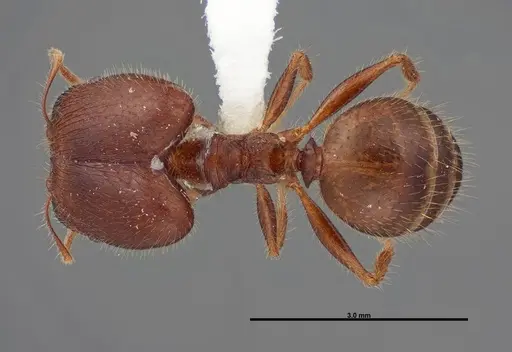 Pheidole dwyeri specimen FMNHINS0000083050 image fmnhins0000083050_1