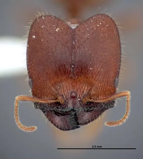 Pheidole dwyeri specimen FMNHINS0000083050 image fmnhins0000083050_2